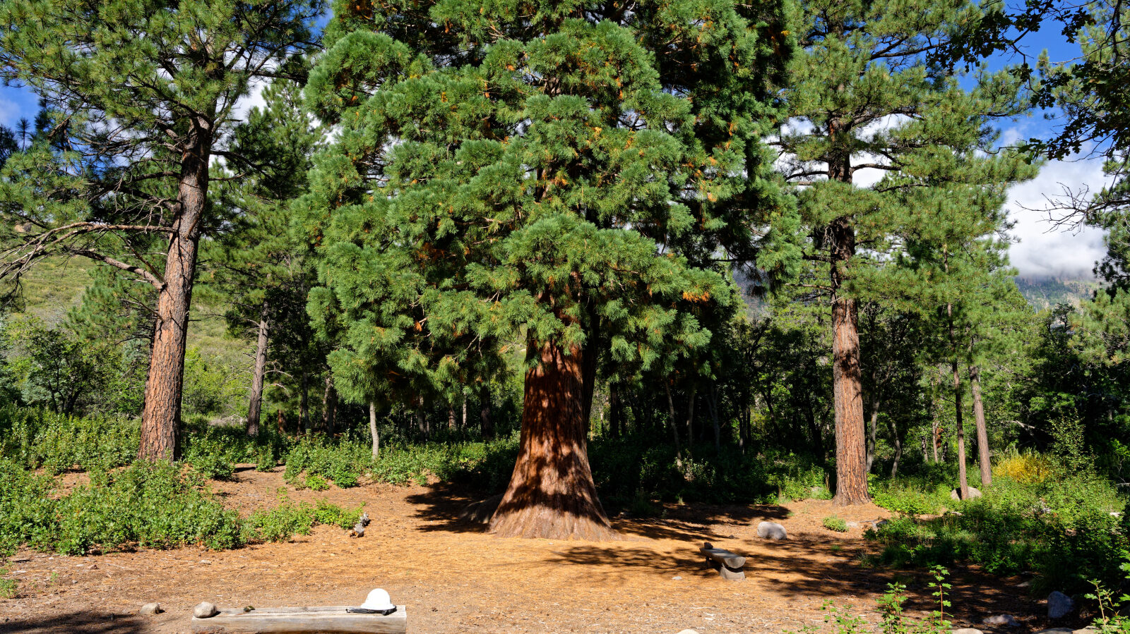 End of the road at the Browns guard station. Walk behind the building to see the sequoia, which looks different from the other trees.