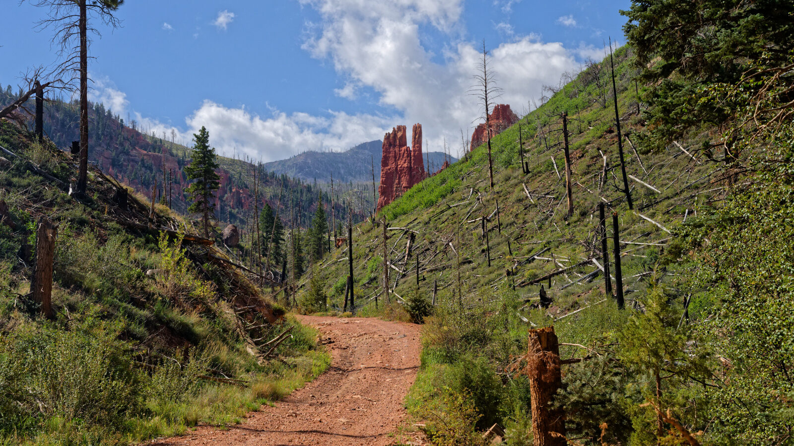 The trail passes through a burn scar.