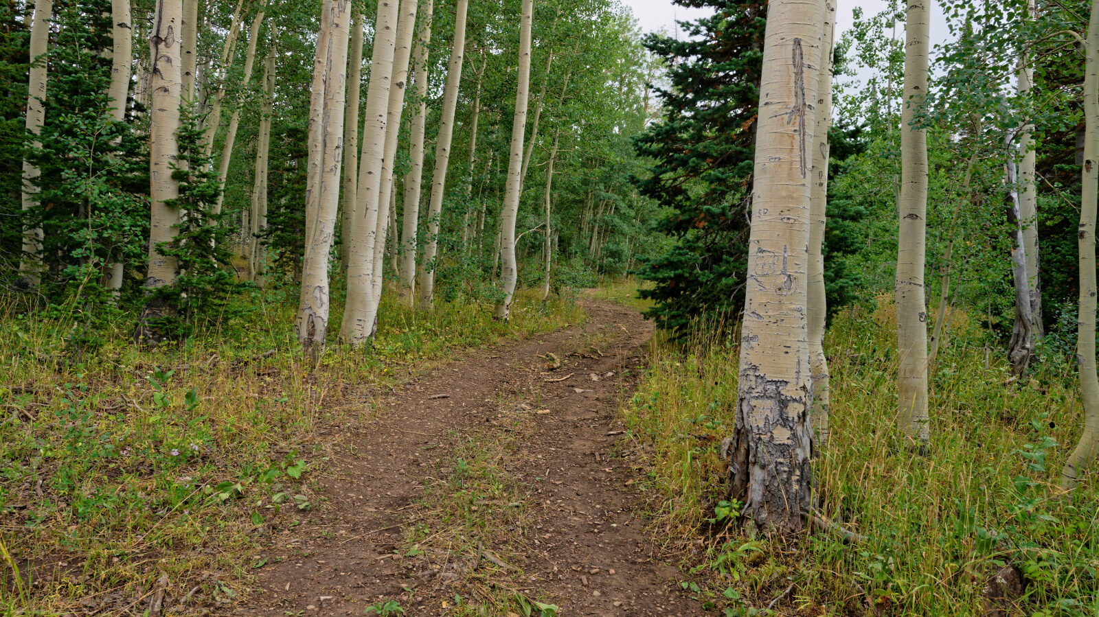 Waypoint 5