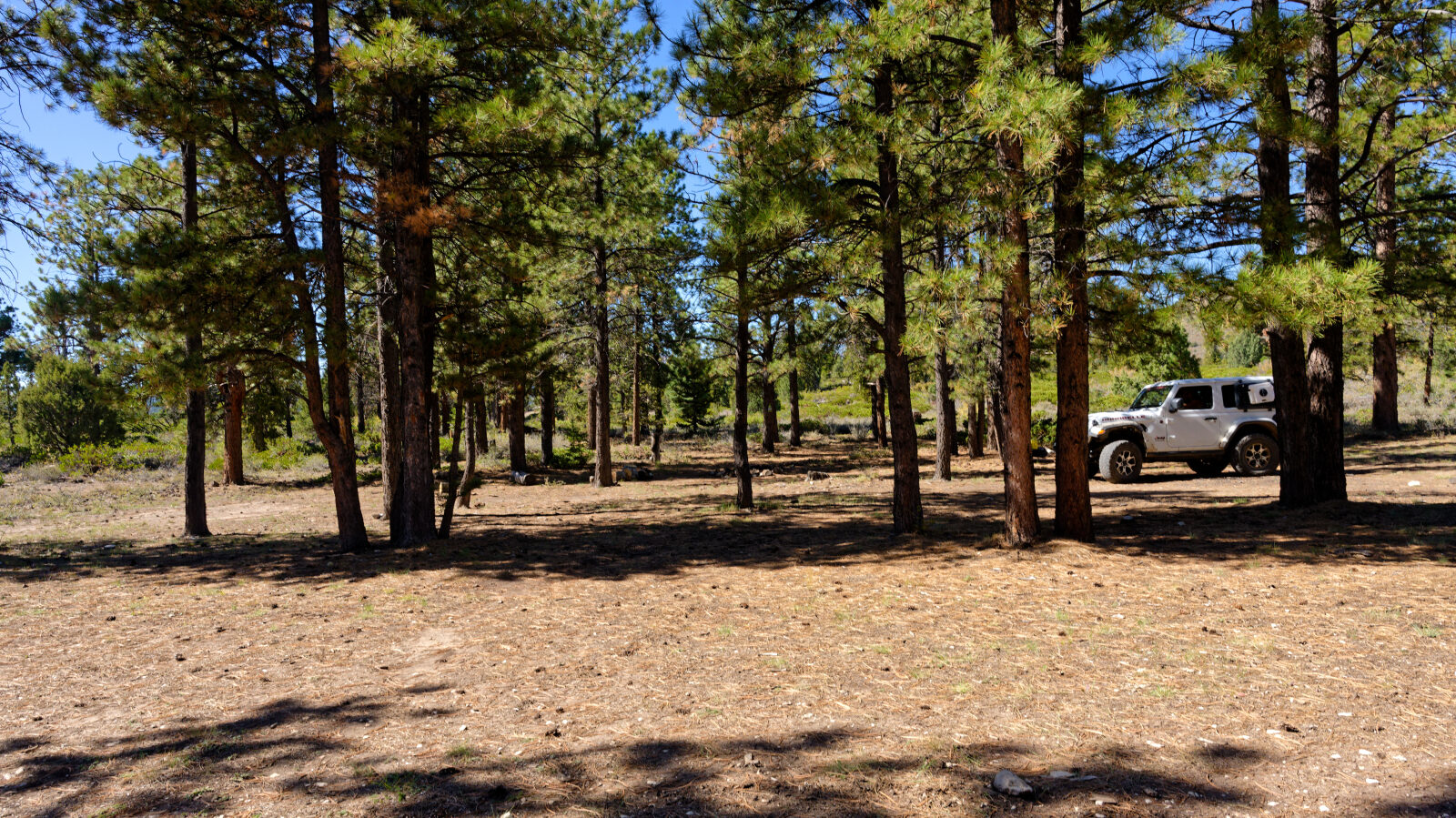 Shady camp spot, not private. Fits 2 to 4 rigs if they are short.