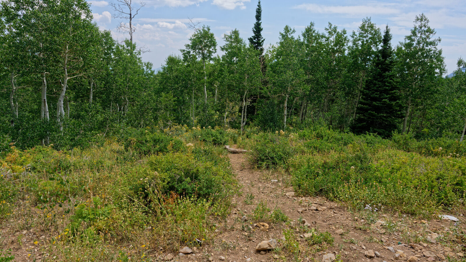 Waypoint 5