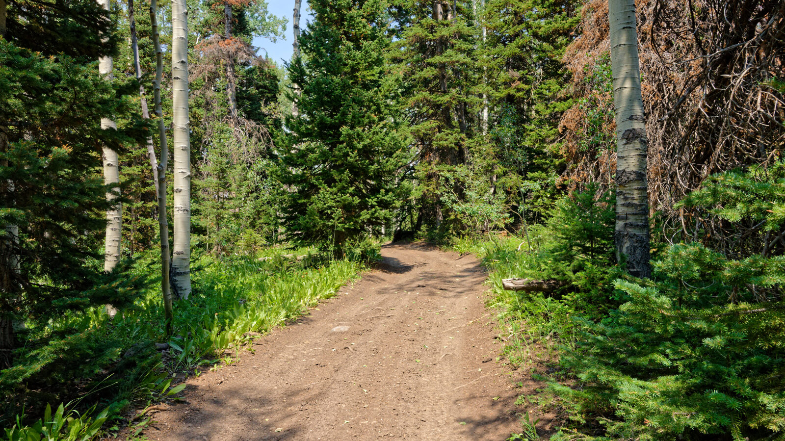 Waypoint 5