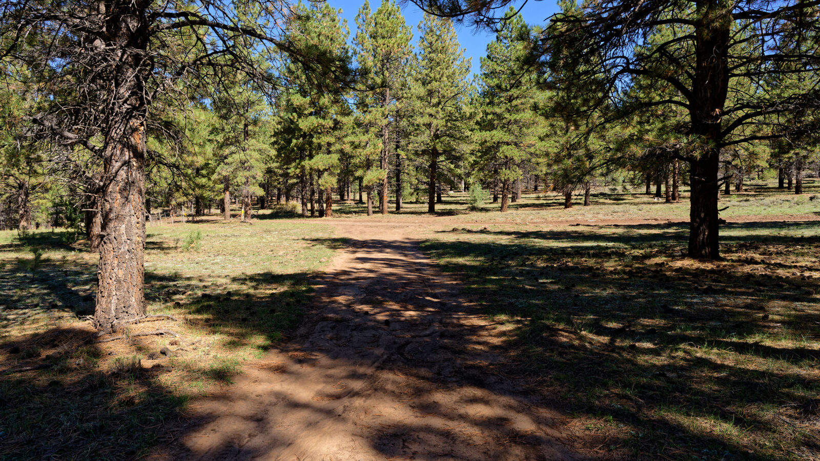 Shaded camping in the trees with a little privacy. Room for about six rigs.