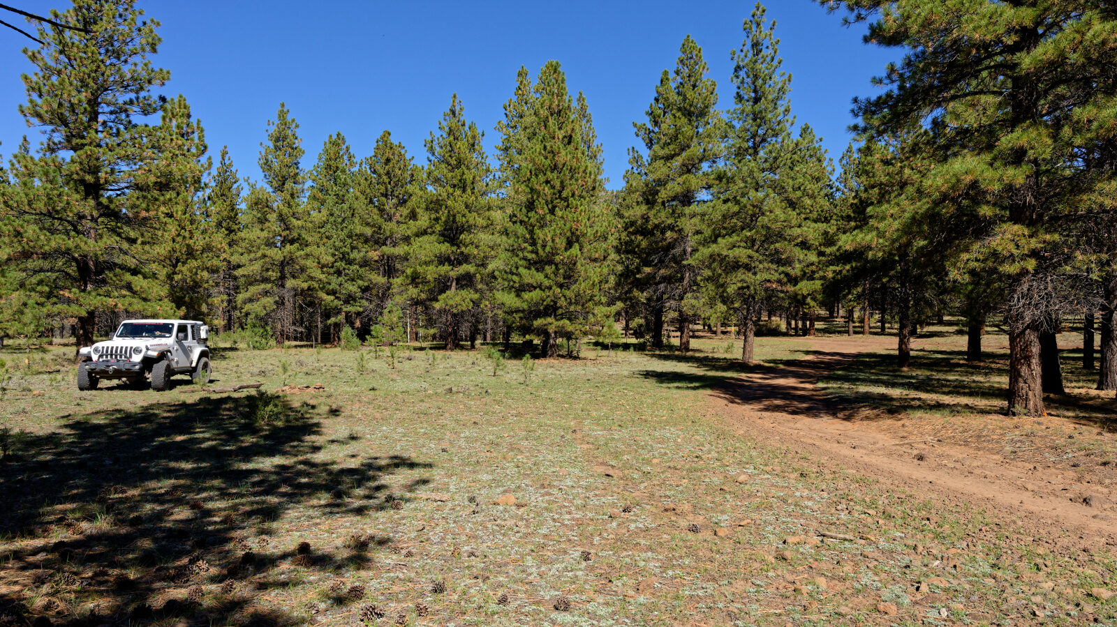 Shaded camping in the trees with a little privacy. Room for about six rigs.