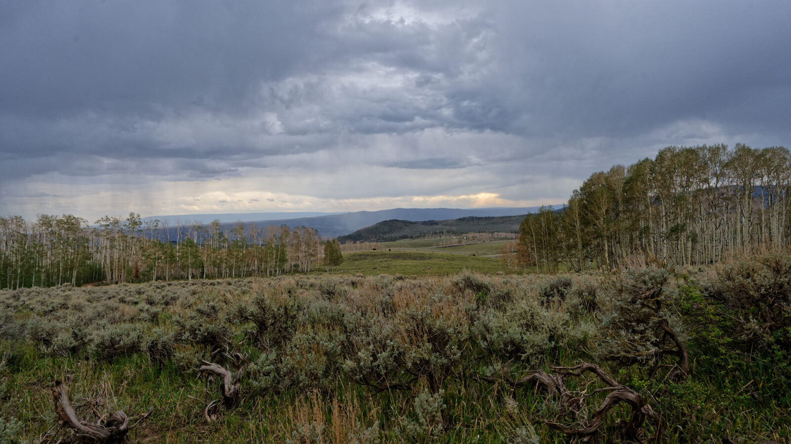 The view opens up over a valley with lots of open space. There are campers among the aspens.